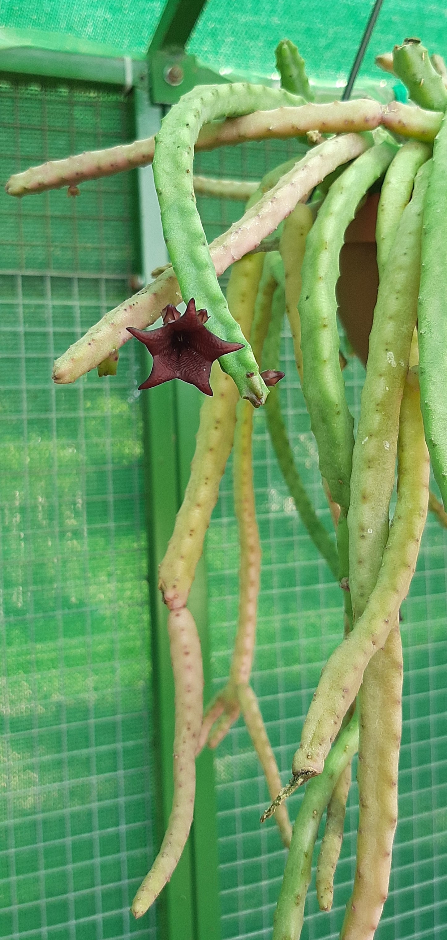 Tromotriche baylissii