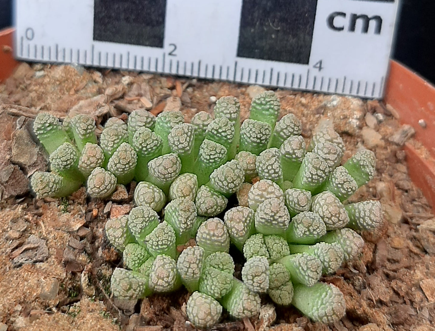 Neohenricia sibbettii (Victoria West)