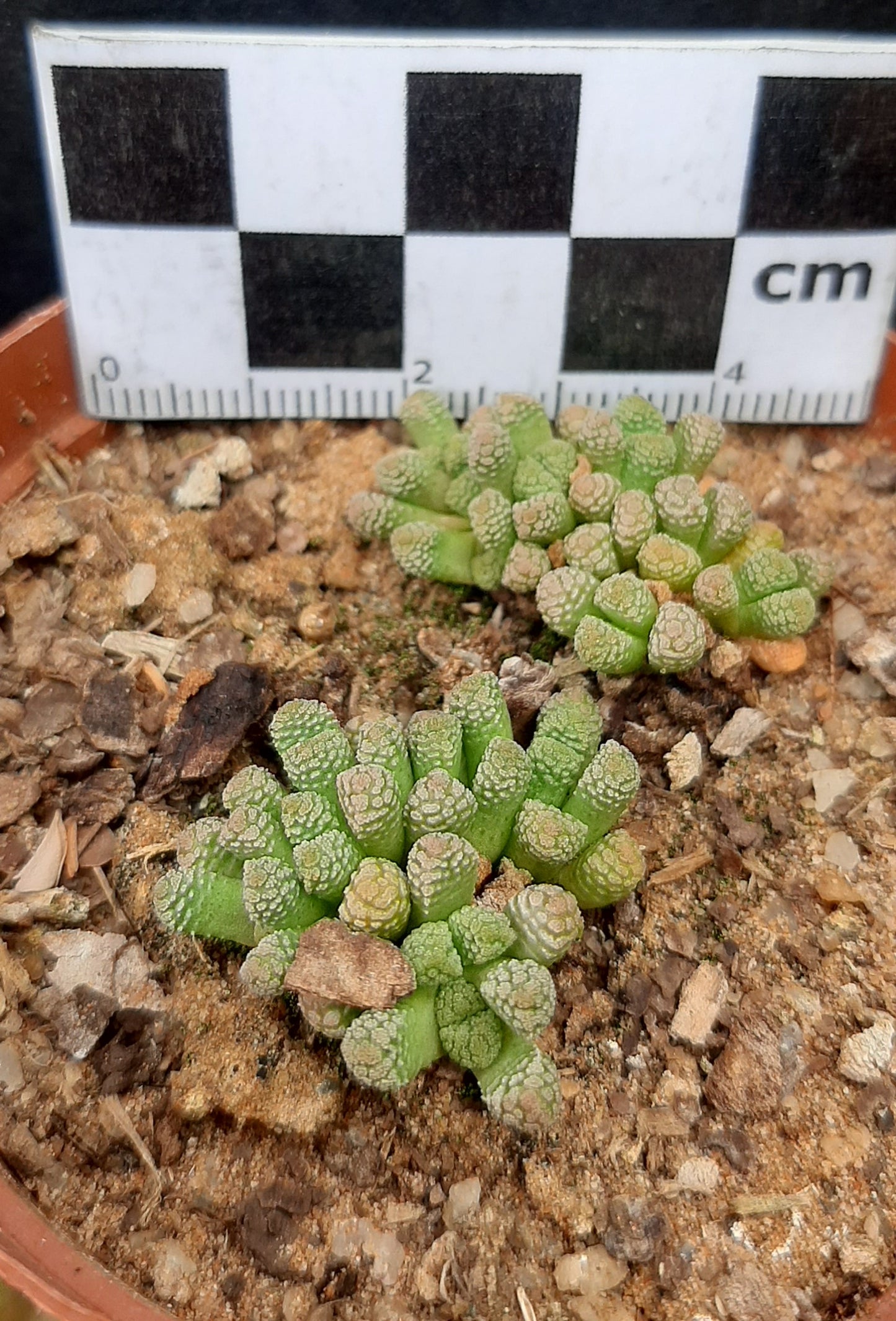 Neohenricia sibbettii (Victoria West)