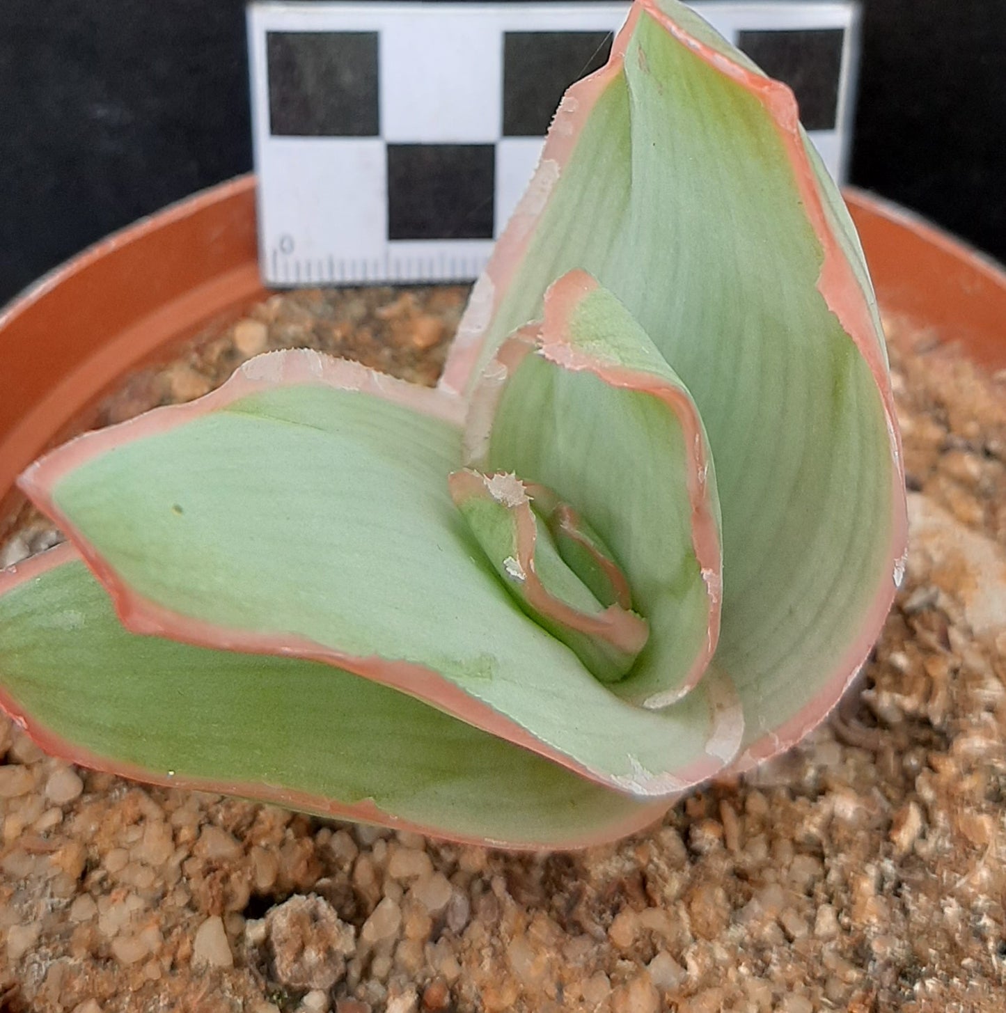 Aloe striata subsp. striata (Coral Aloe/Karoo Aalwyn)