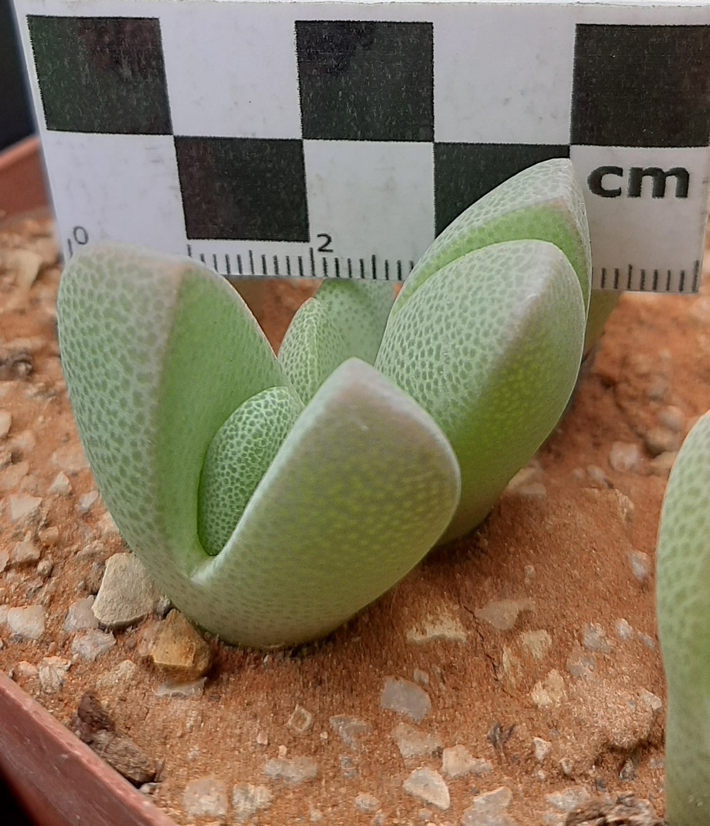 Ihlenfeldtia vanzylii (Pofadder)