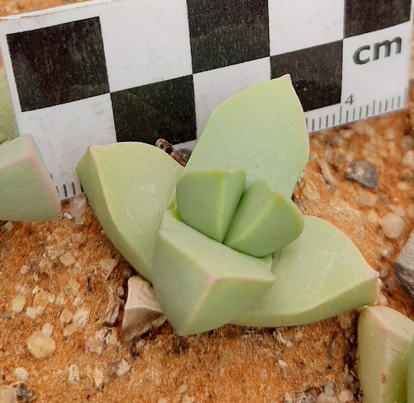 Schwantesia herrei (Sendelingsdrif)