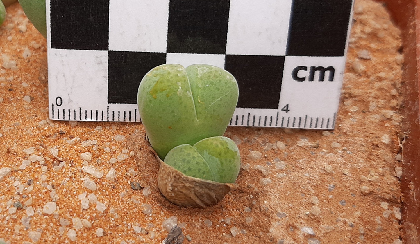 Cheiridopsis verrucosa (Alexander Bay)