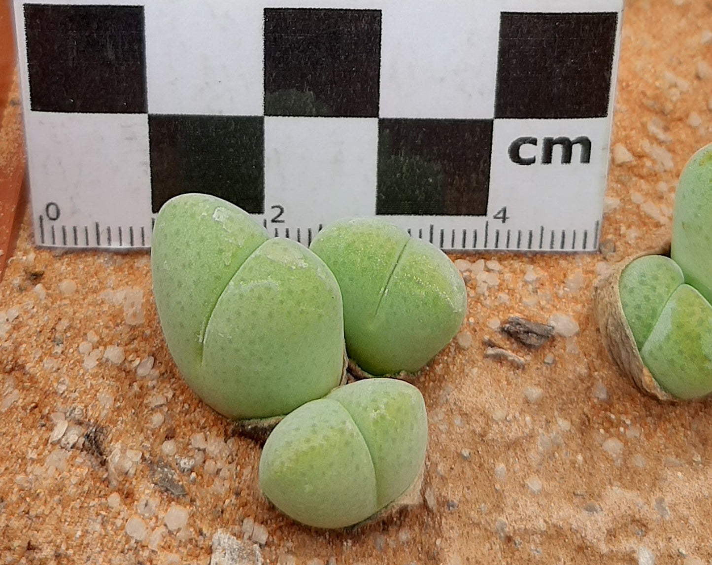 Cheiridopsis verrucosa (Alexander Bay)