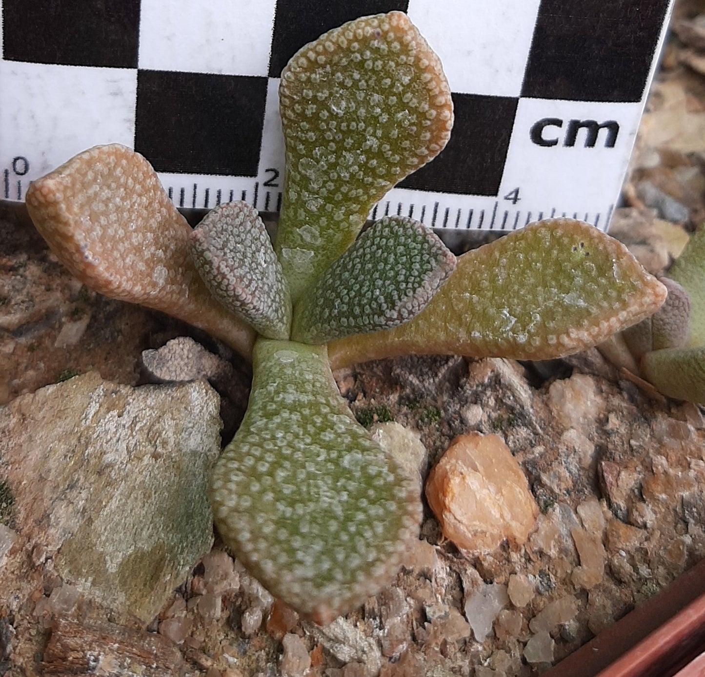 Aloinopsis rosulata (Beaufort West)