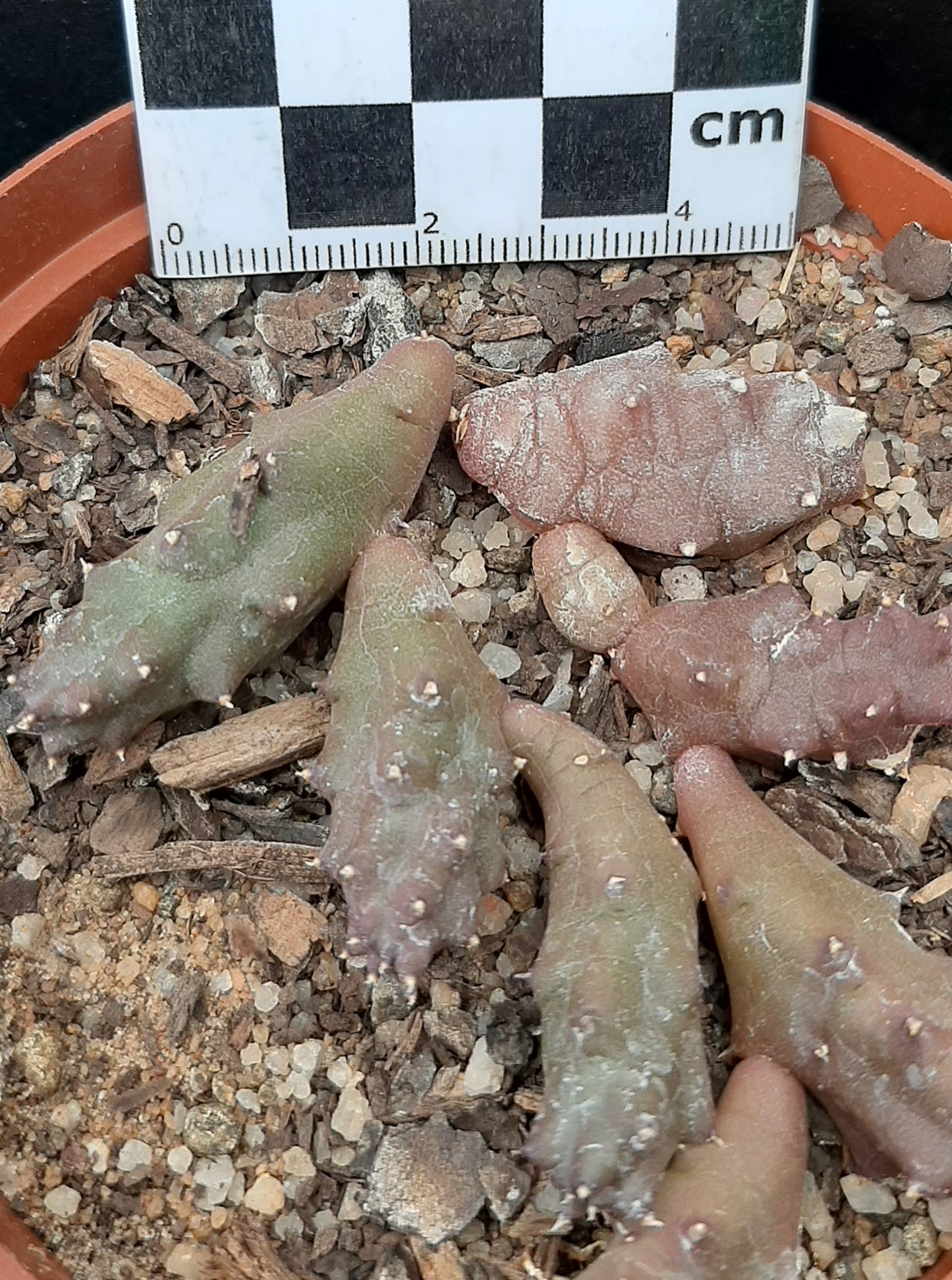 Duvalia corderoyi