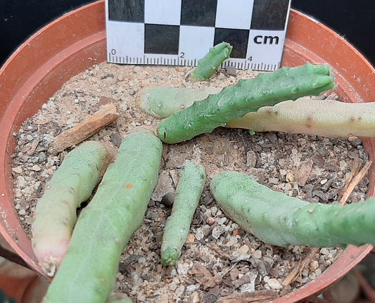 Tromotriche baylissii