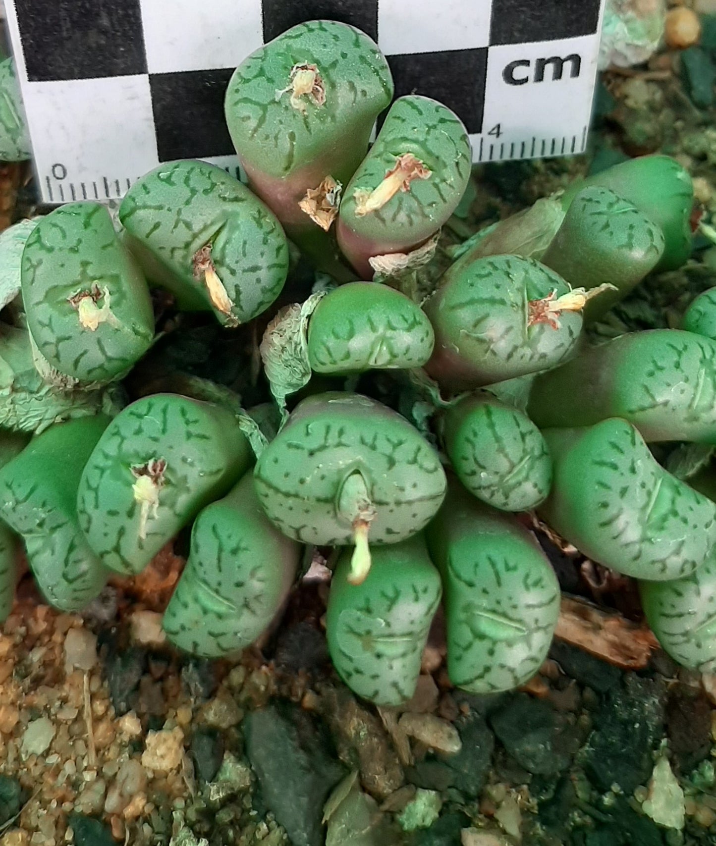 Conophytum minimum (Painted Button)