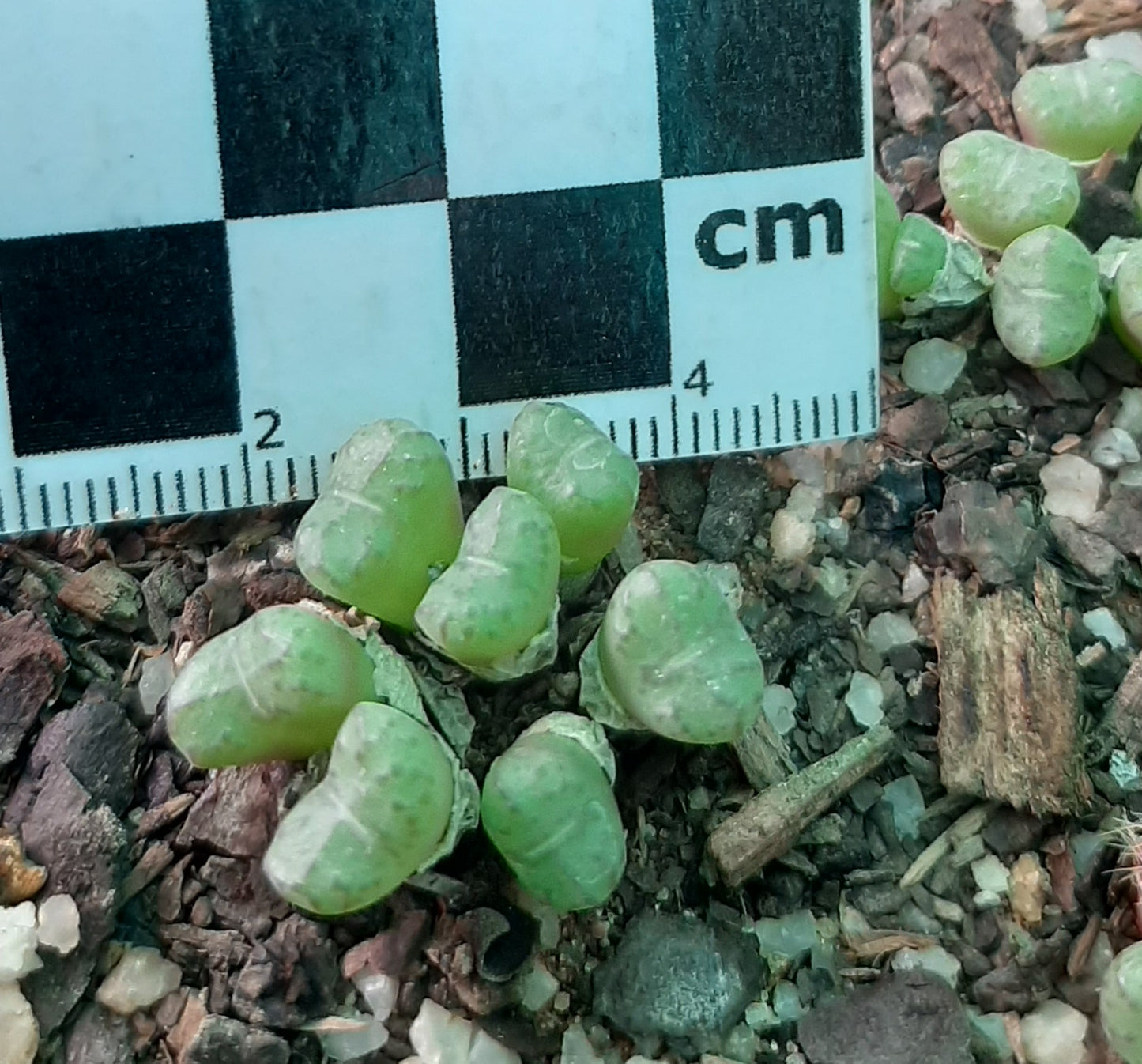 Conophytum obcordellum subsp. rolfii (Elands Bay)