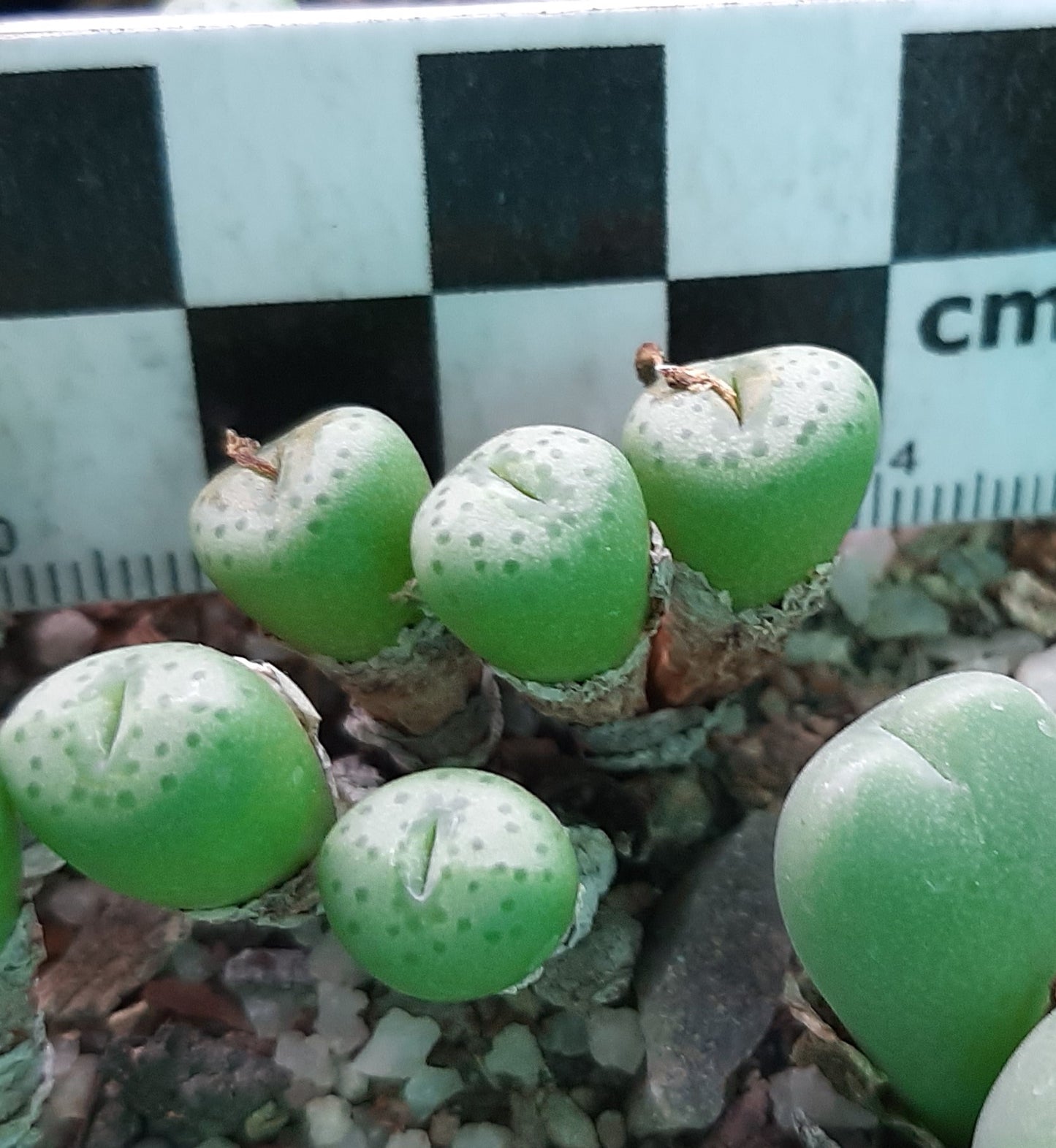 Conophytum jucundum subsp. jucundum