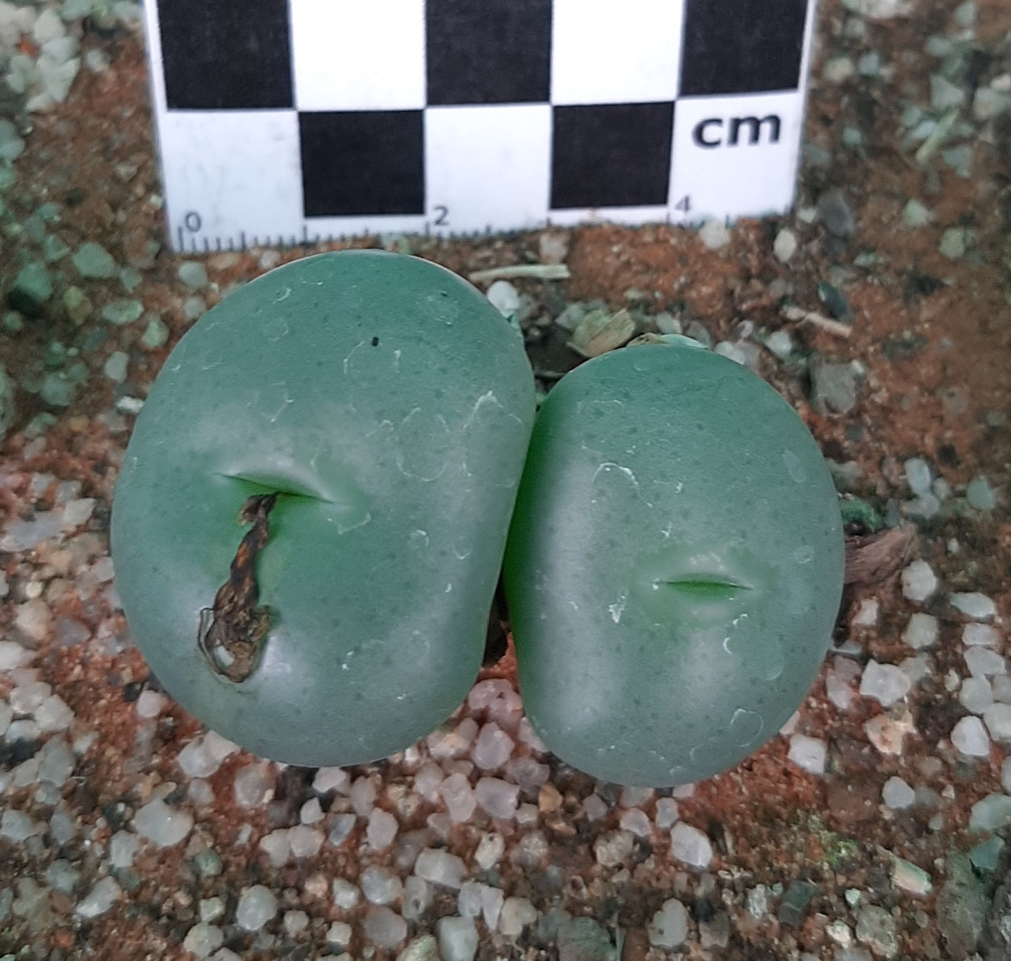 Conophytum flavum subsp. flavum