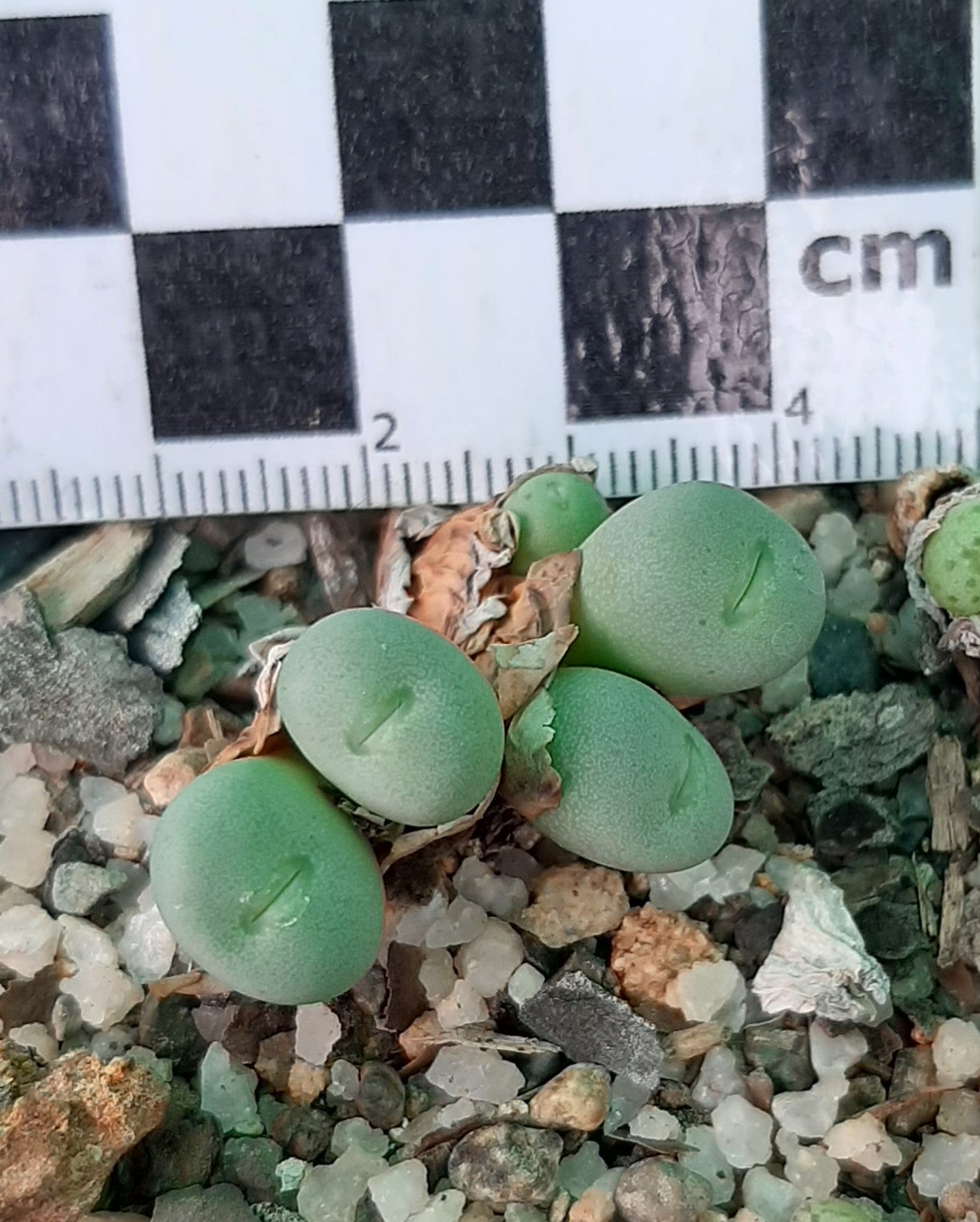 Conophytum breve (Springbok)