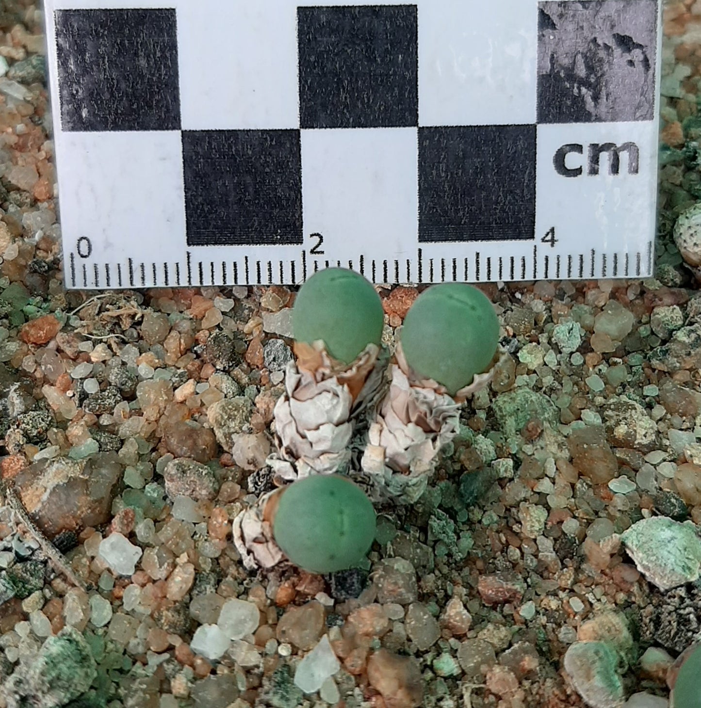 Conophytum breve (Springbok)