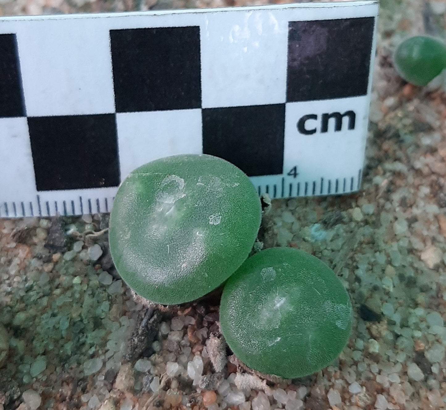 Conophytum ernstii subsp. ernstii (Sendelingsdrif)