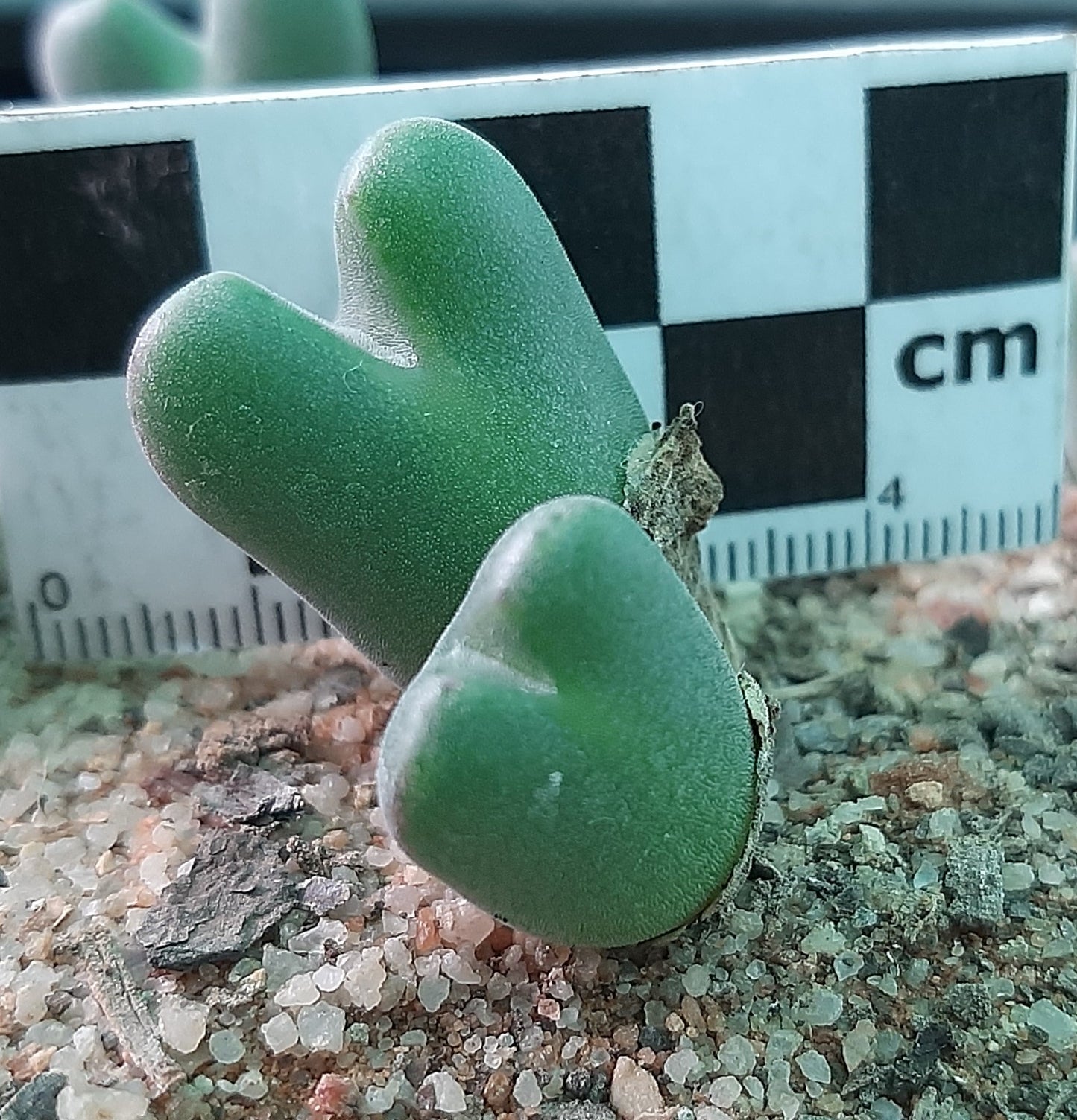 Conophytum chauviniae (Arondegas)