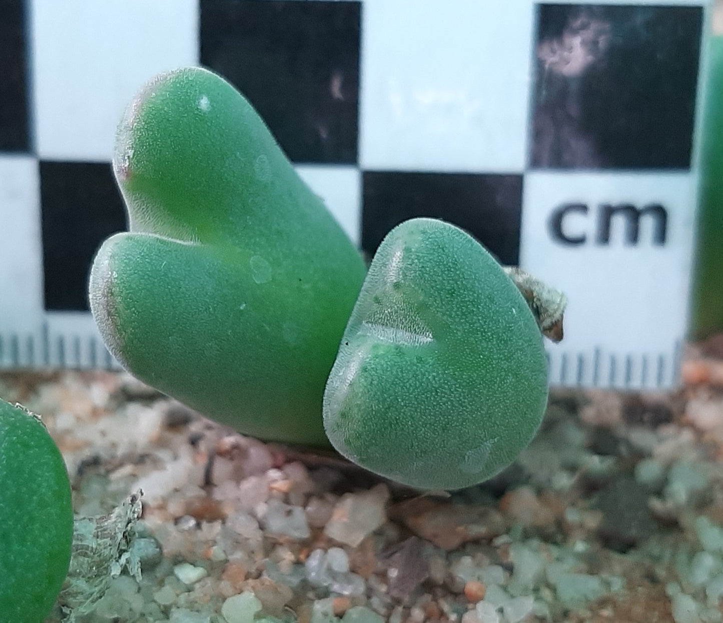 Conophytum chauviniae (Arondegas)