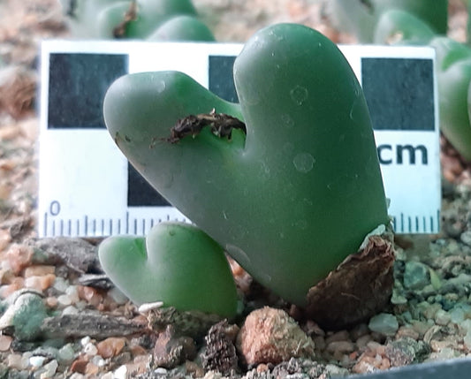 Conophytum bilobum var. elishae