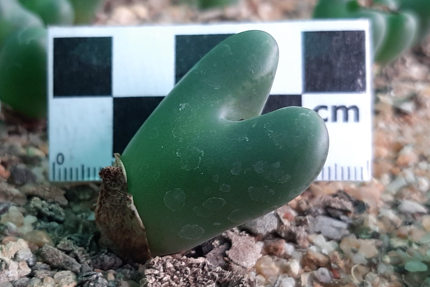 Conophytum bilobum var. elishae