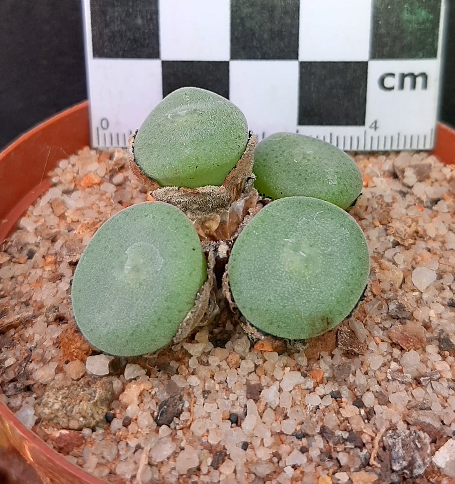 Conophytum ernstii subsp. ernstii (Sendelingsdrif)