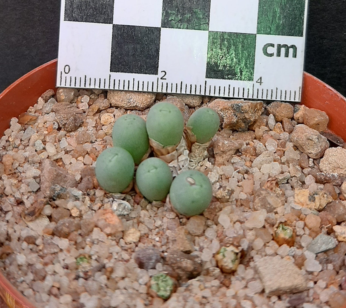 Conophytum breve (Springbok)