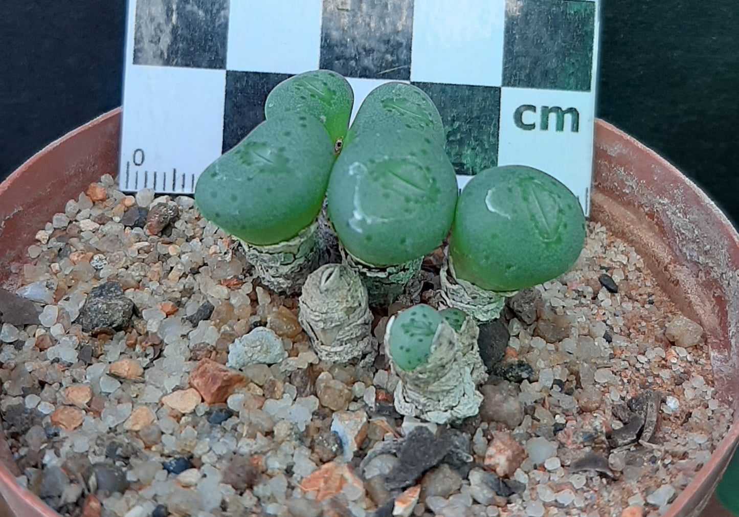 Conophytum francoiseae (Vyftienmyl-se-Berg)