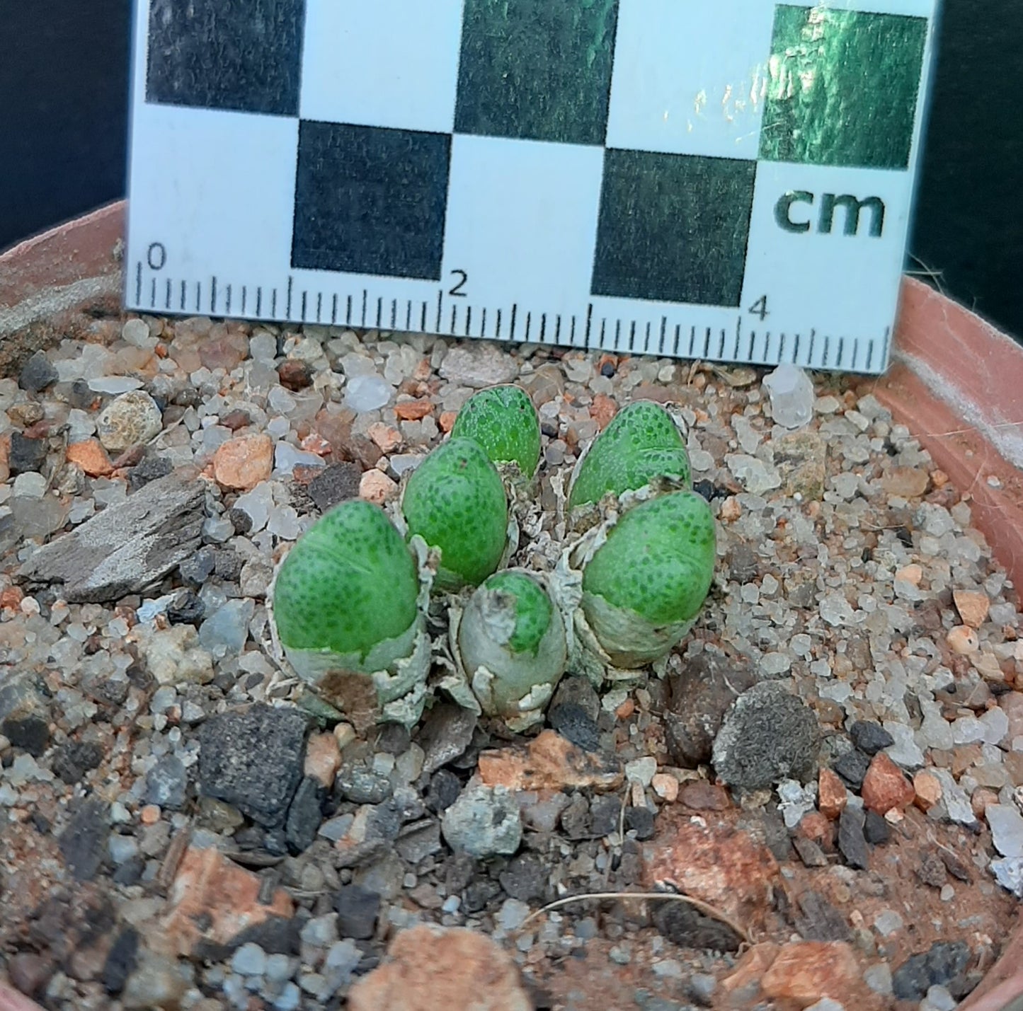 Conophytum marginatum subsp. haramoepense (Short lobed form)