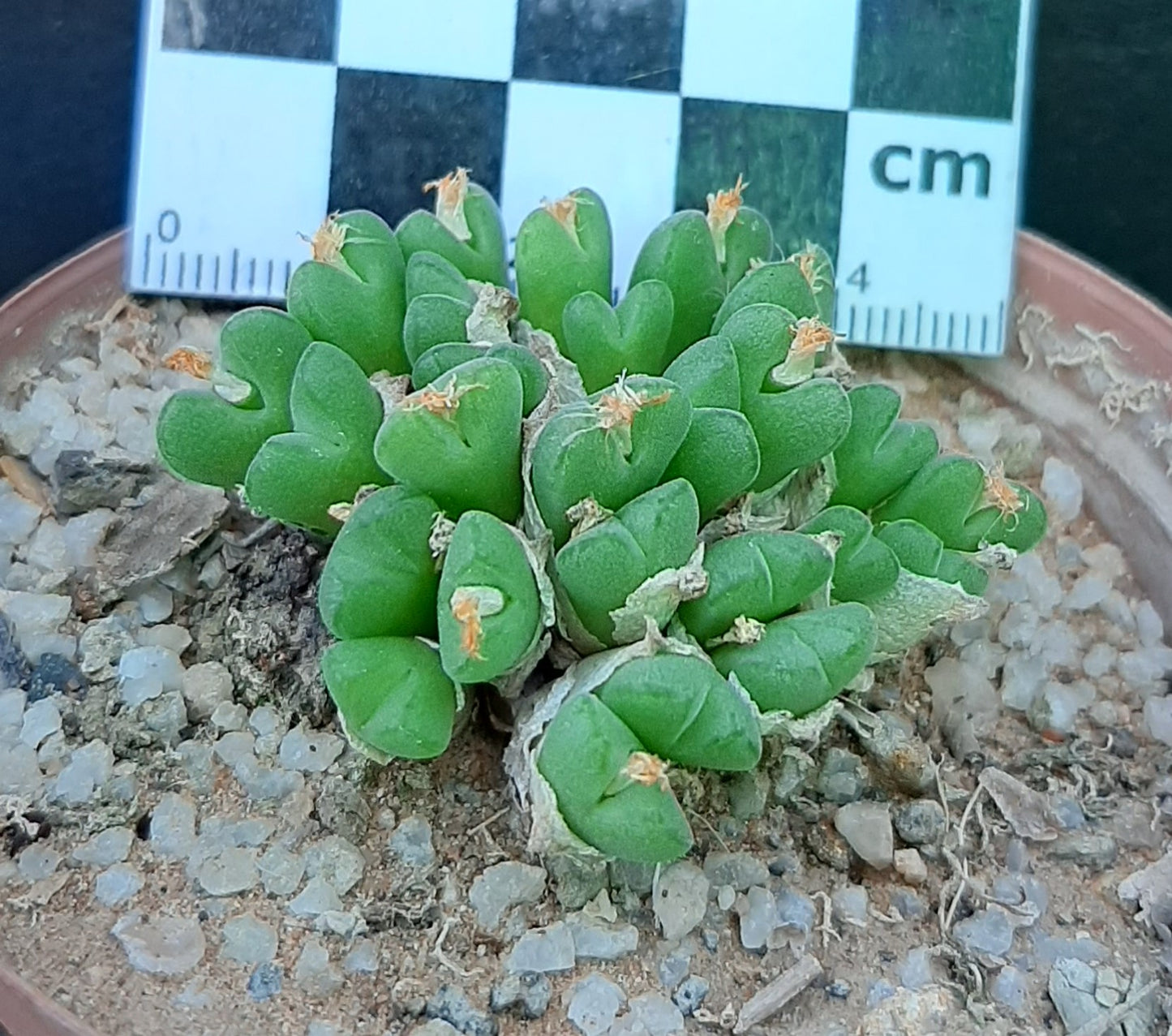 Conophytum hians (thin form)