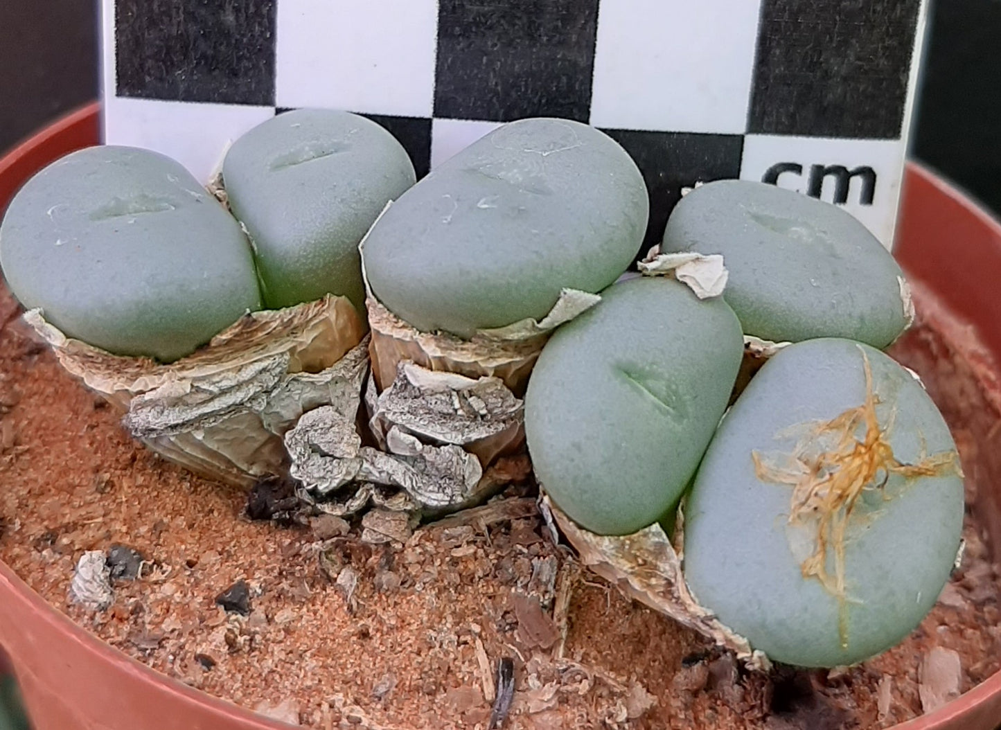 Conophytum minutum var. pearsonii