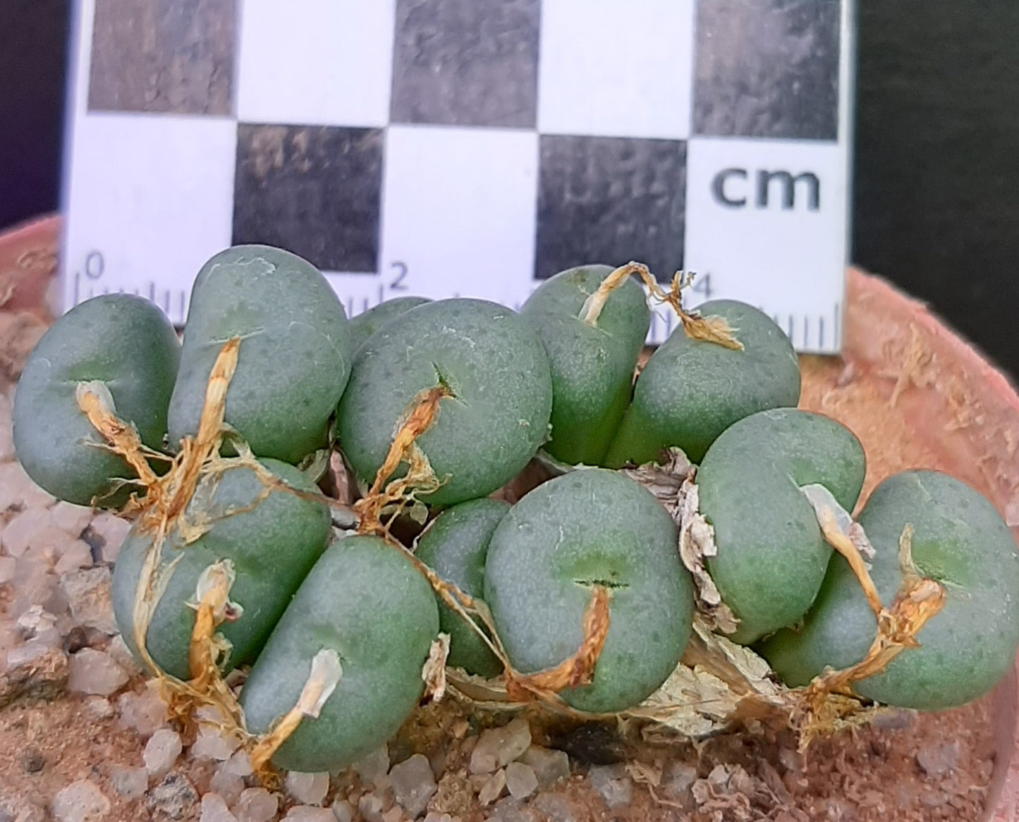 Conophytum minutum var. minutum