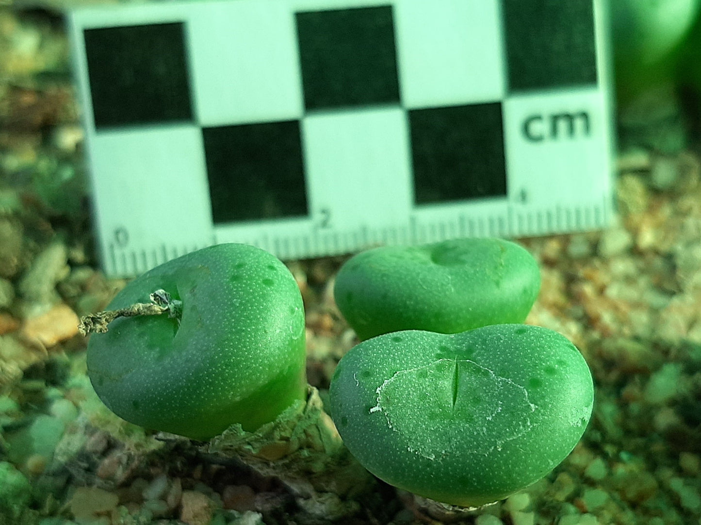 Conophytum francoiseae (Vyftienmyl-se-Berg)