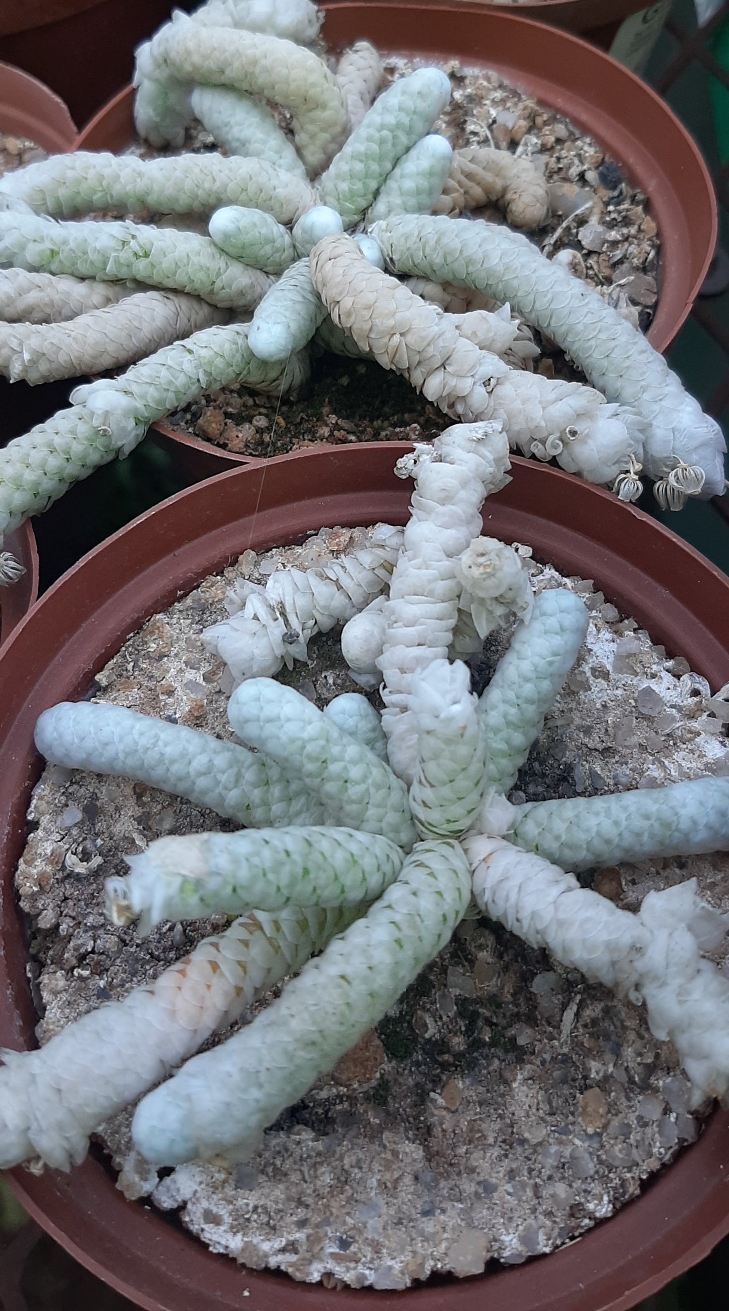 Avonia (Anacampseros) papyracea (Gansmis)