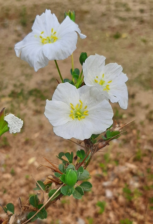 Monsonia (Sarcocaulon) vanderietiae - Albany Candle Bush
