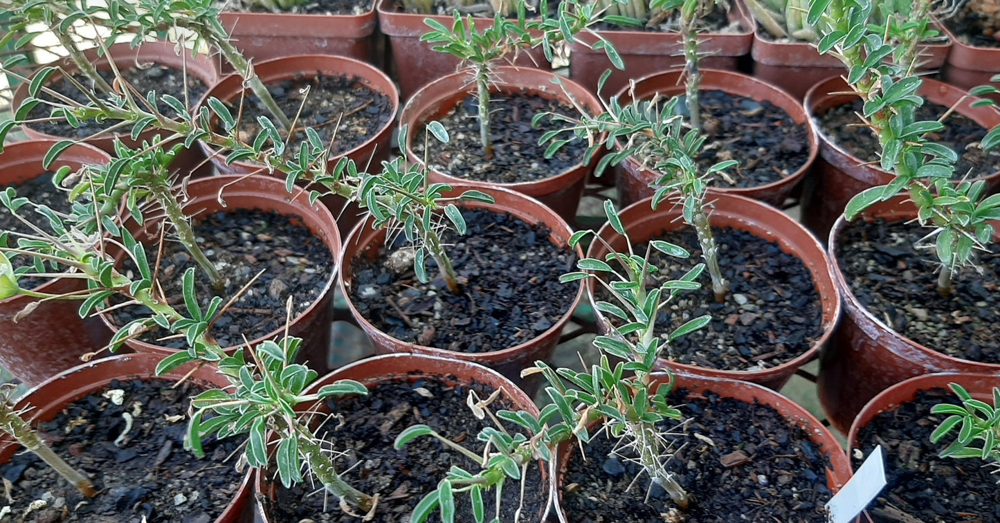 Sarcocaulon Combo - Karoo and Fishriver Bushcandles