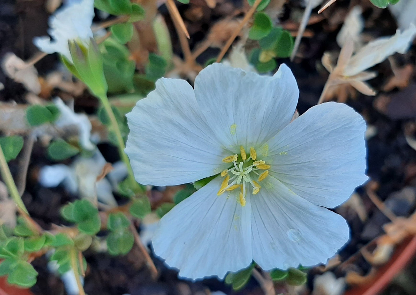 Sarcocaulon Combo - Karoo and Fishriver Bushcandles