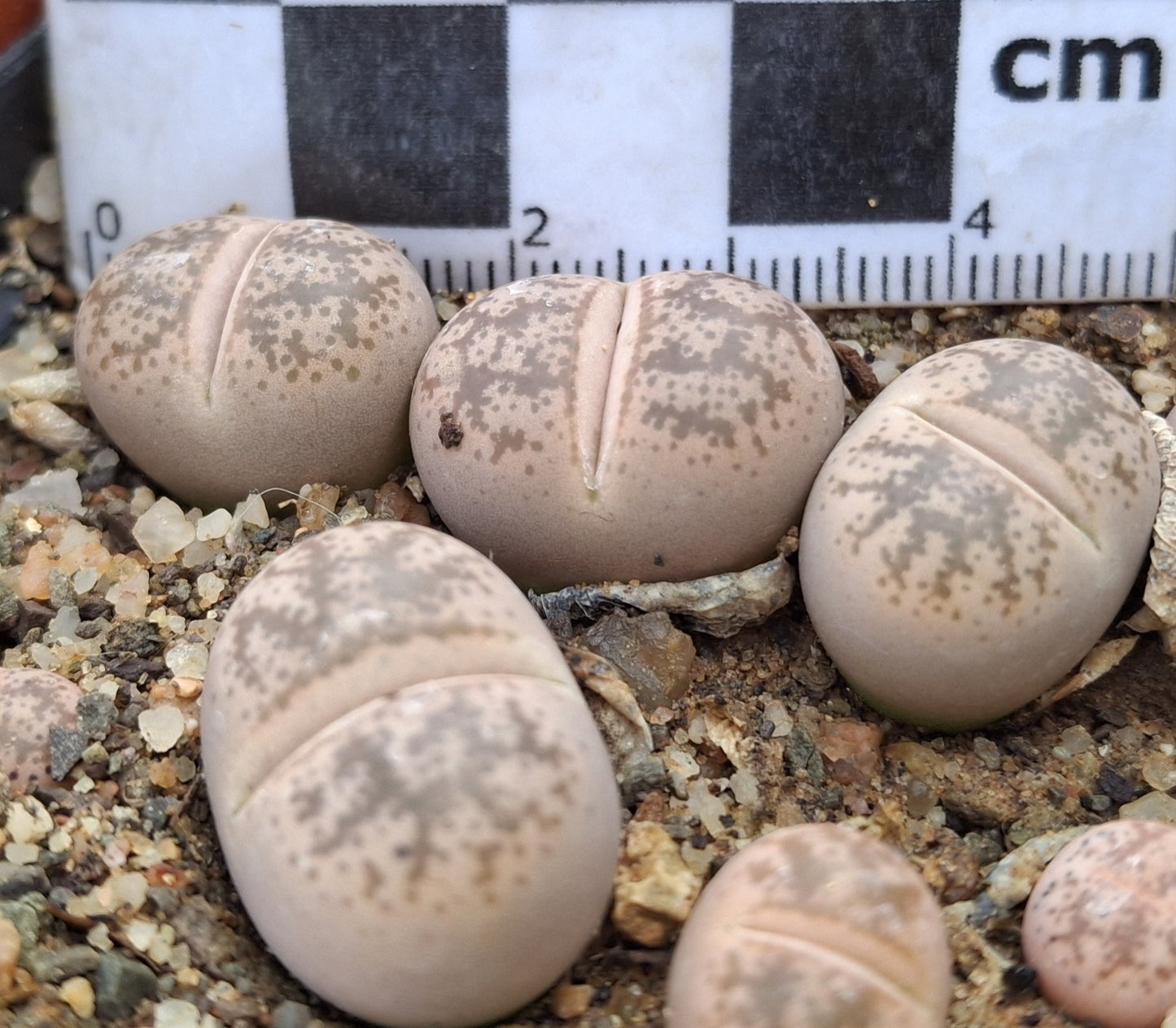 Lithops coleorum (C396) Elisras