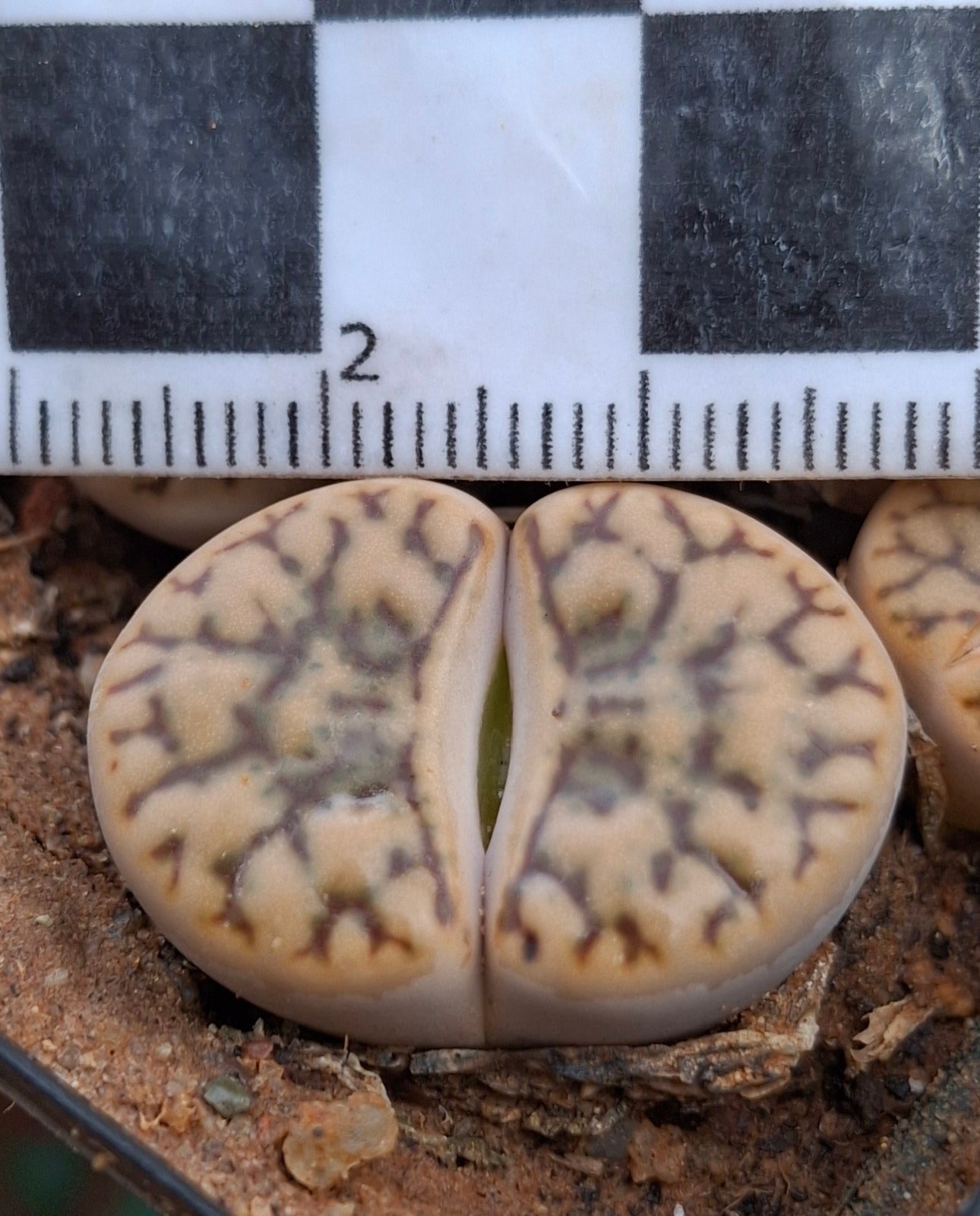 Lithops bromfiedii var. mennellii