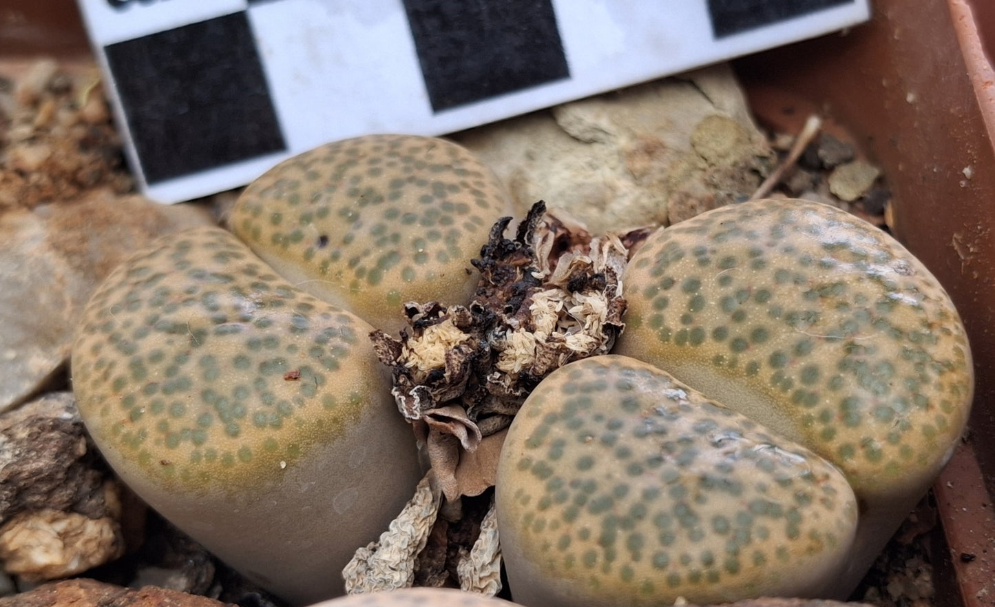 Lithops fulviceps var. fulviceps