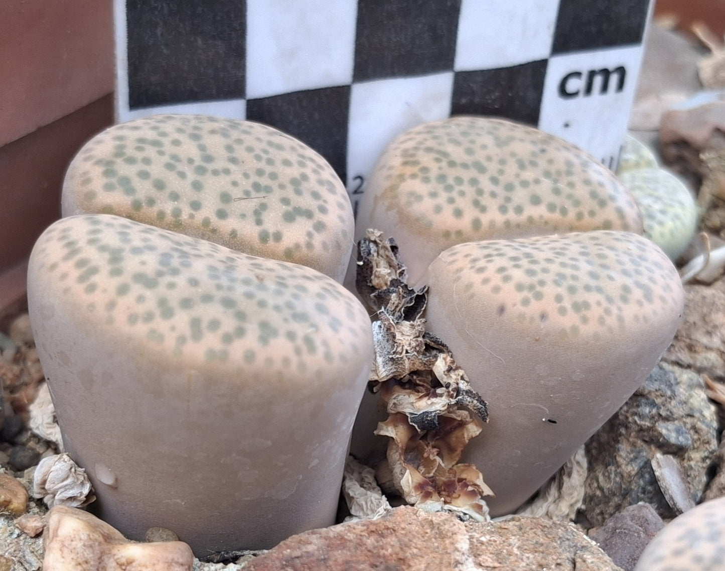 Lithops fulviceps var. fulviceps