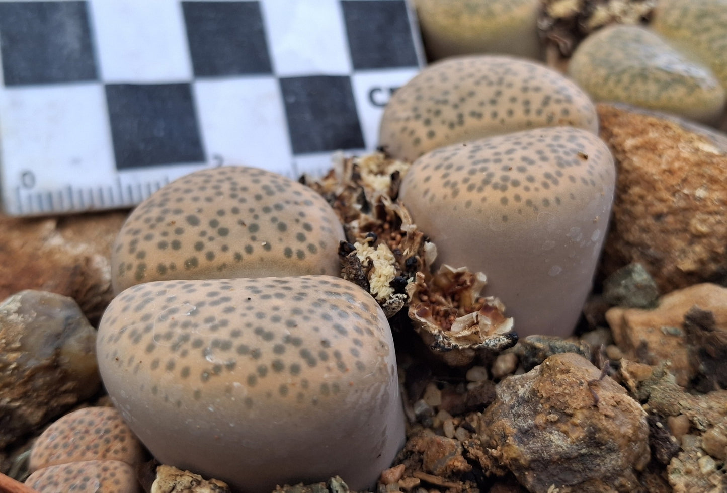 Lithops fulviceps var. fulviceps