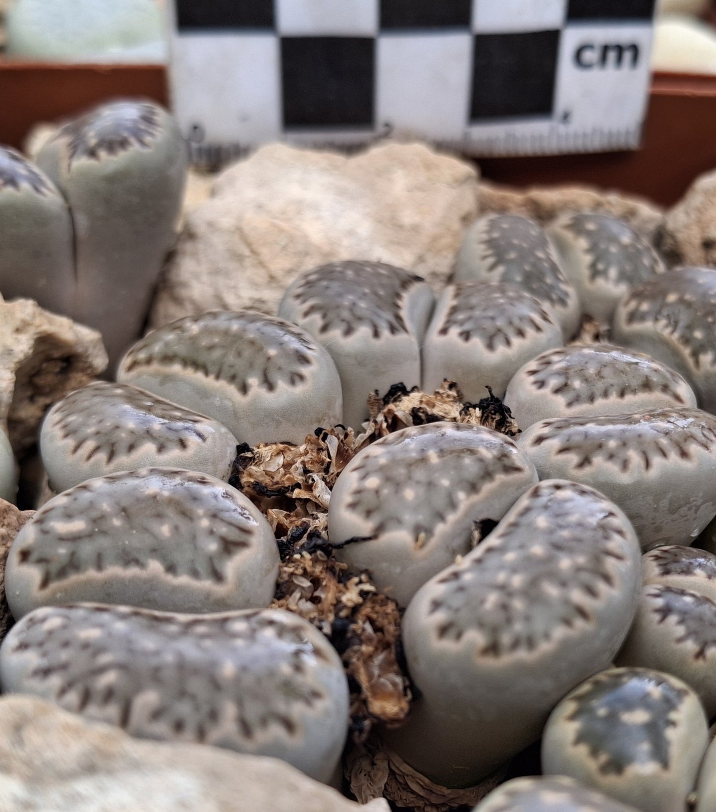 Lithops salicola