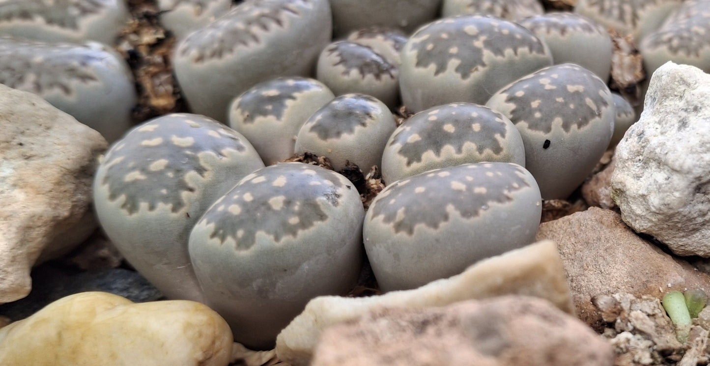 Lithops salicola
