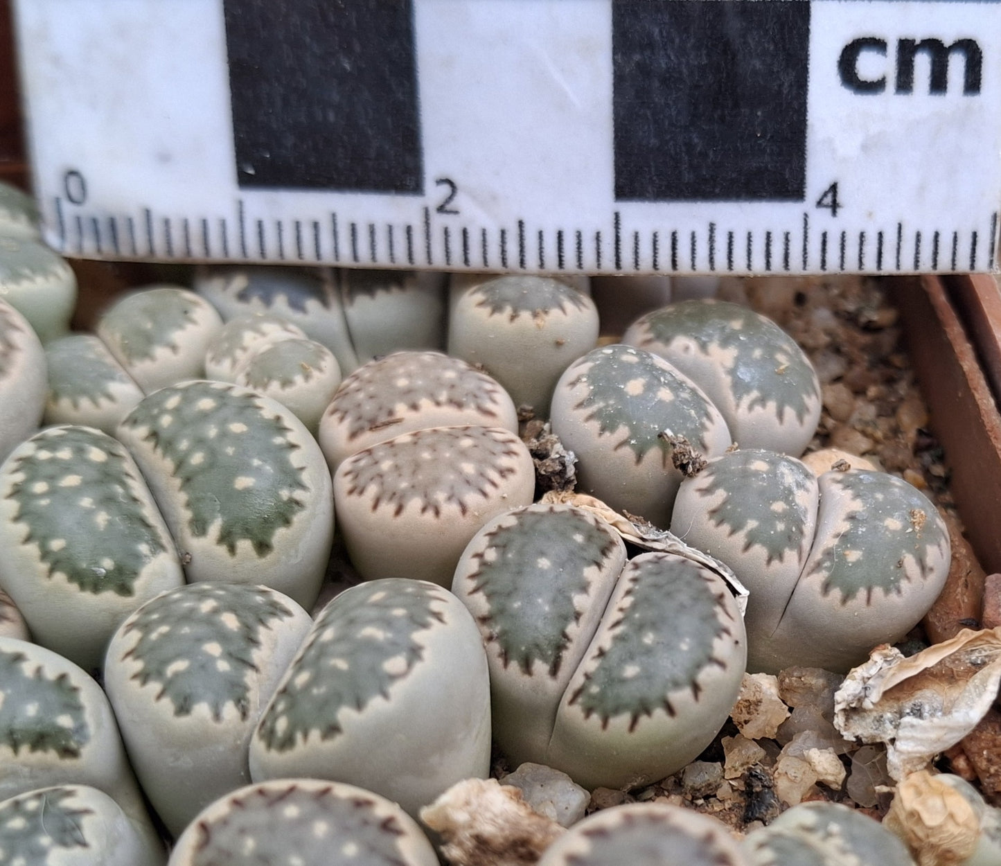 Lithops salicola