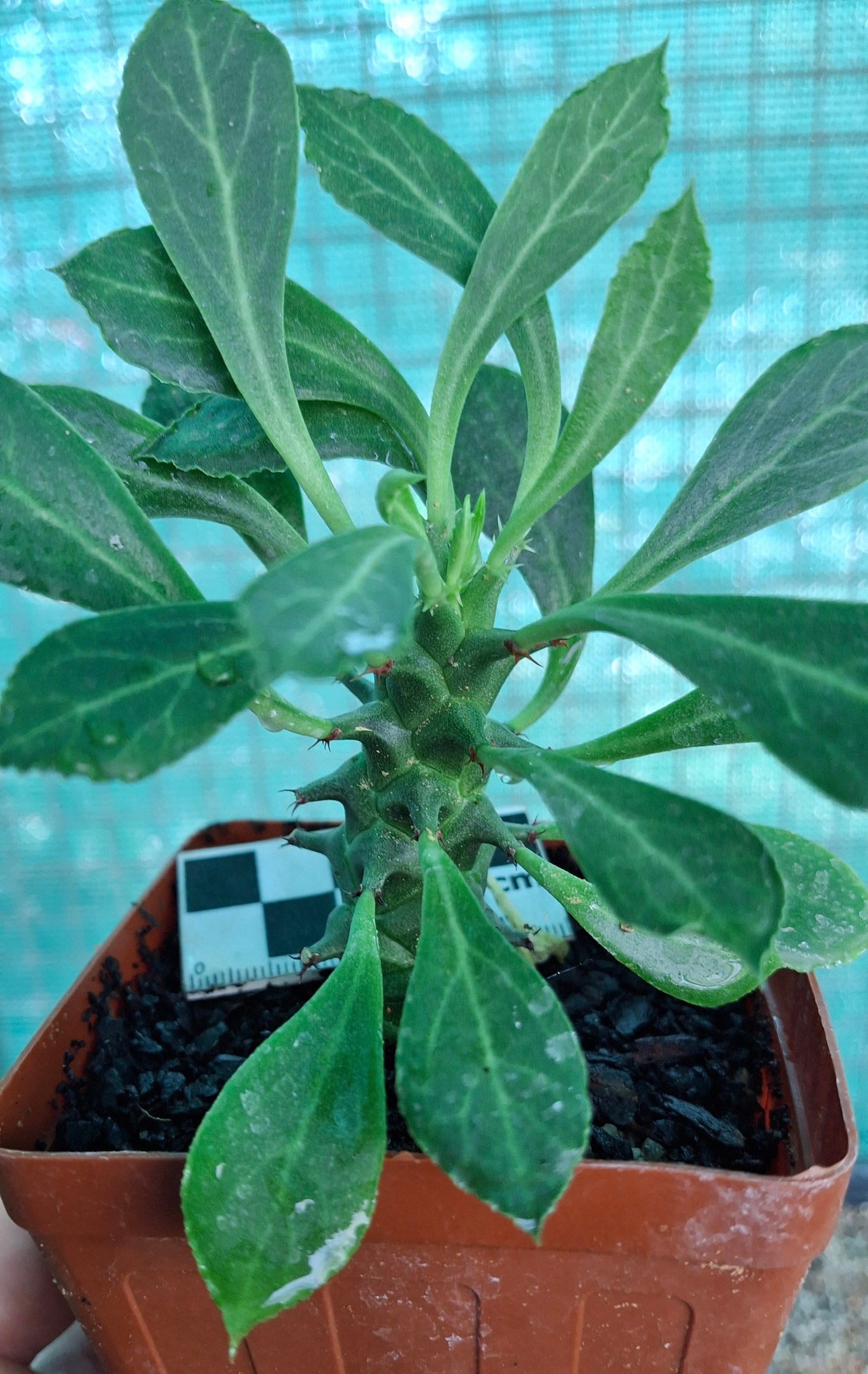 Monadenium schubei