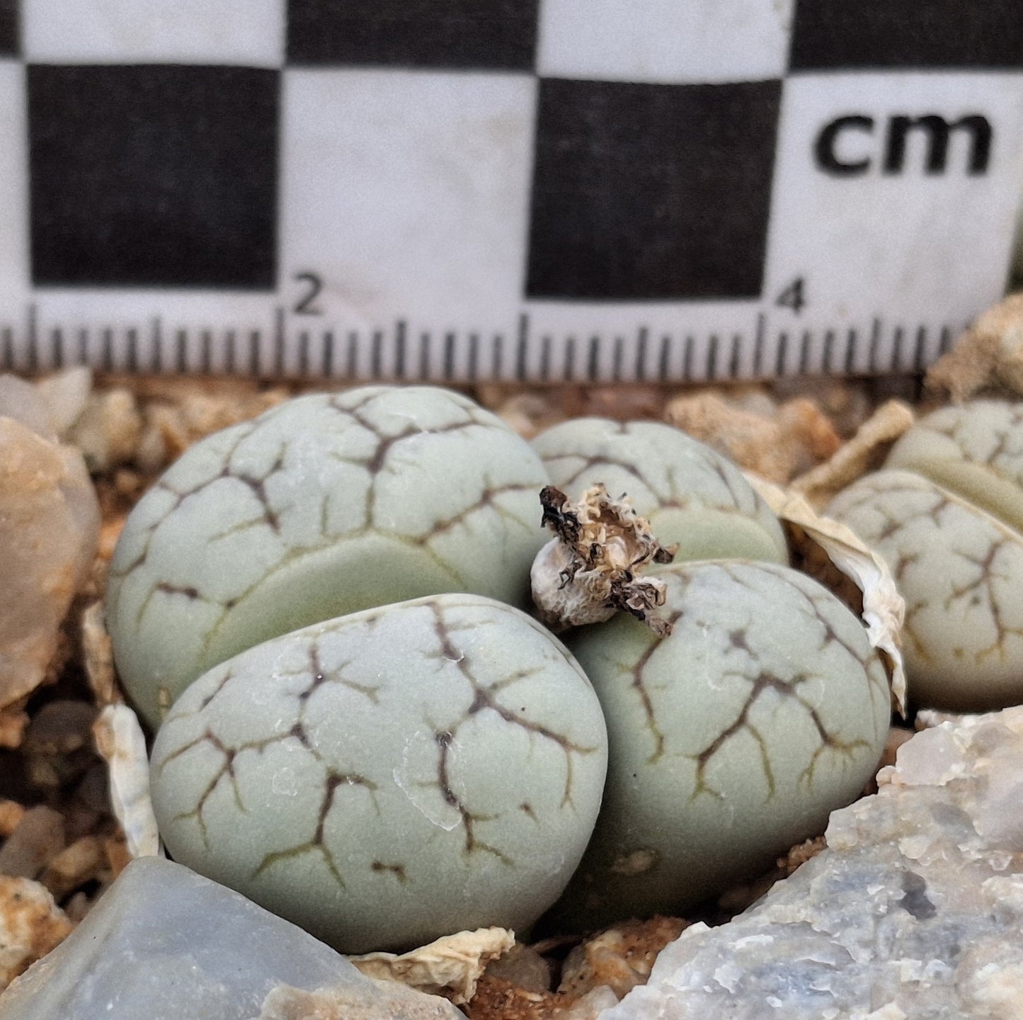 Lithops werneri (C188) Usakos