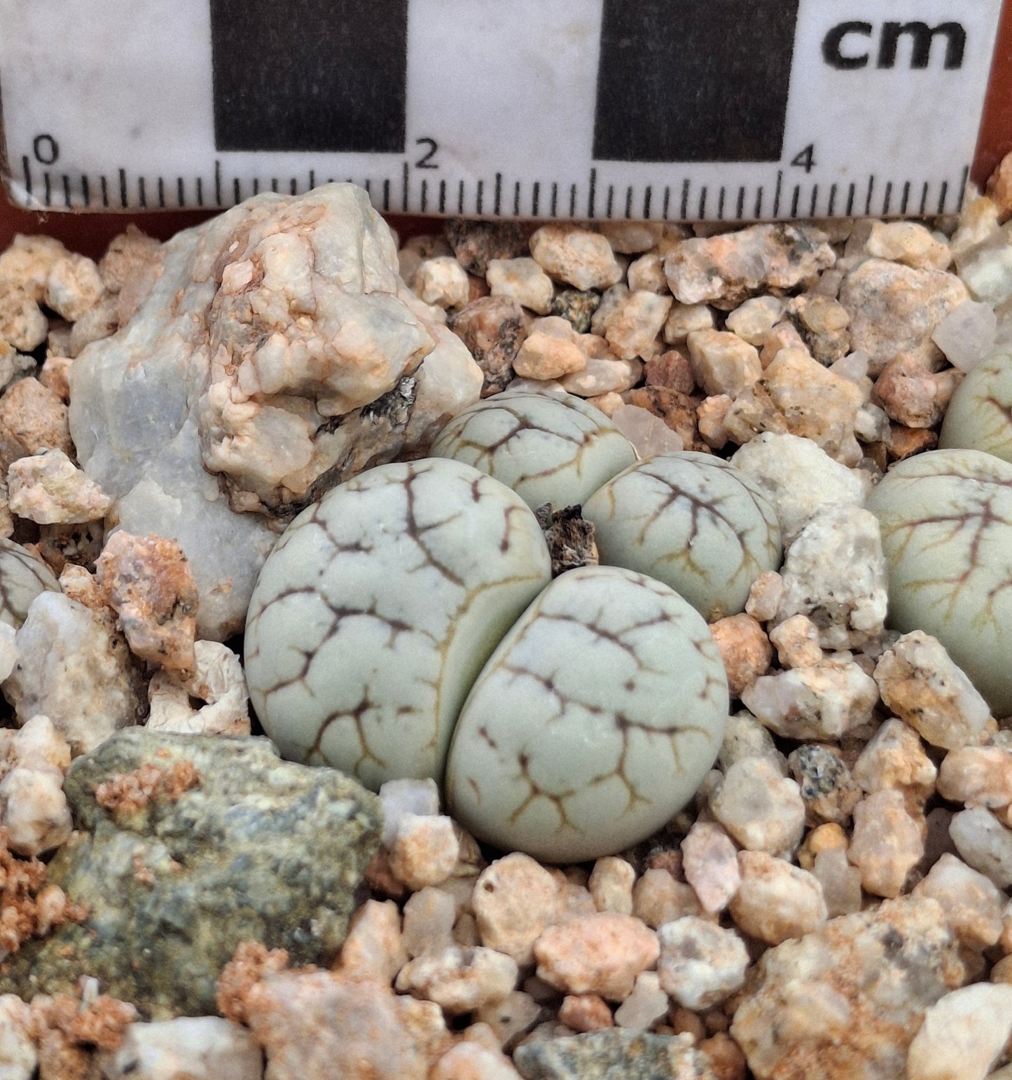 Lithops werneri (C188) Usakos