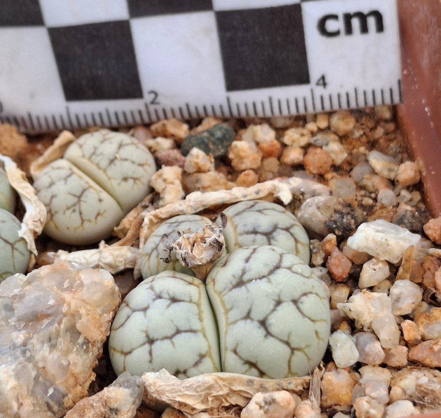 Lithops werneri (C188) Usakos
