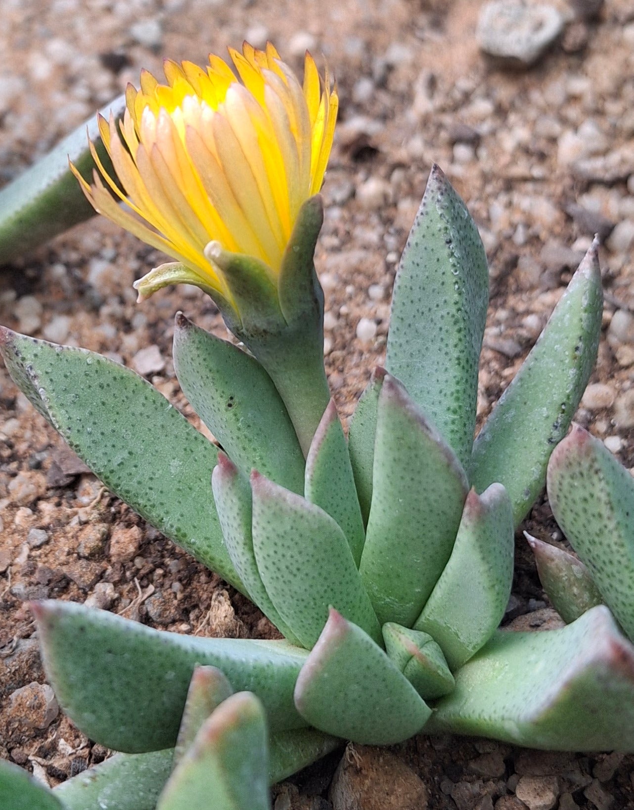 Prepodesma orpenii (Postmasburg)