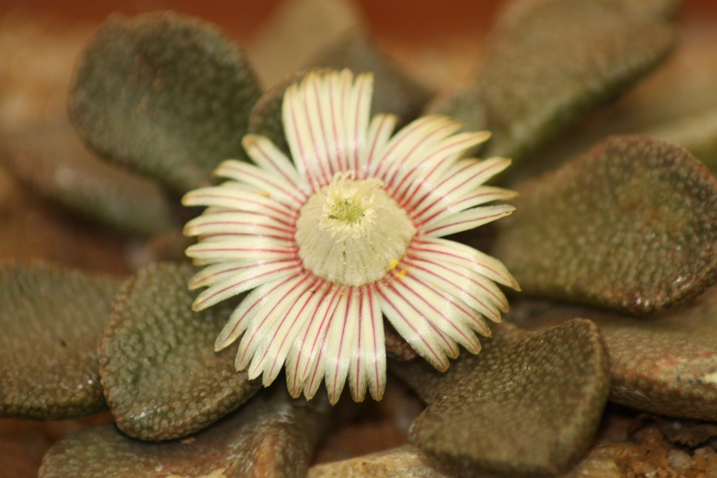 Aloinopsis rosulata (Beaufort West)