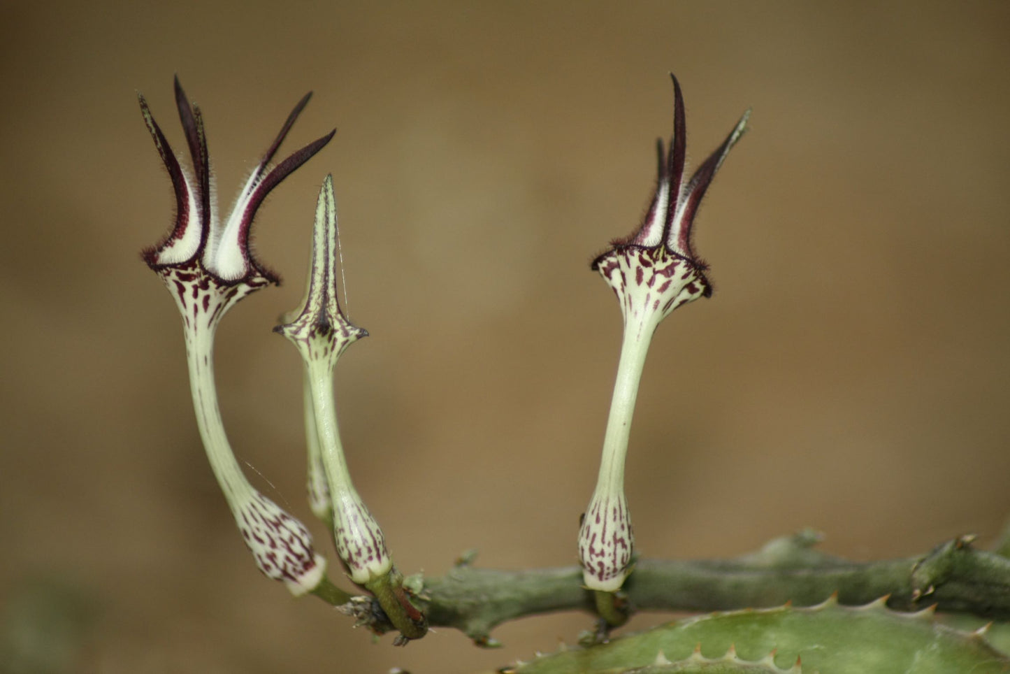 Ceropegia stapeliiformis subsp. stapeliiformis (Slangkambroo - Snake Creeper)