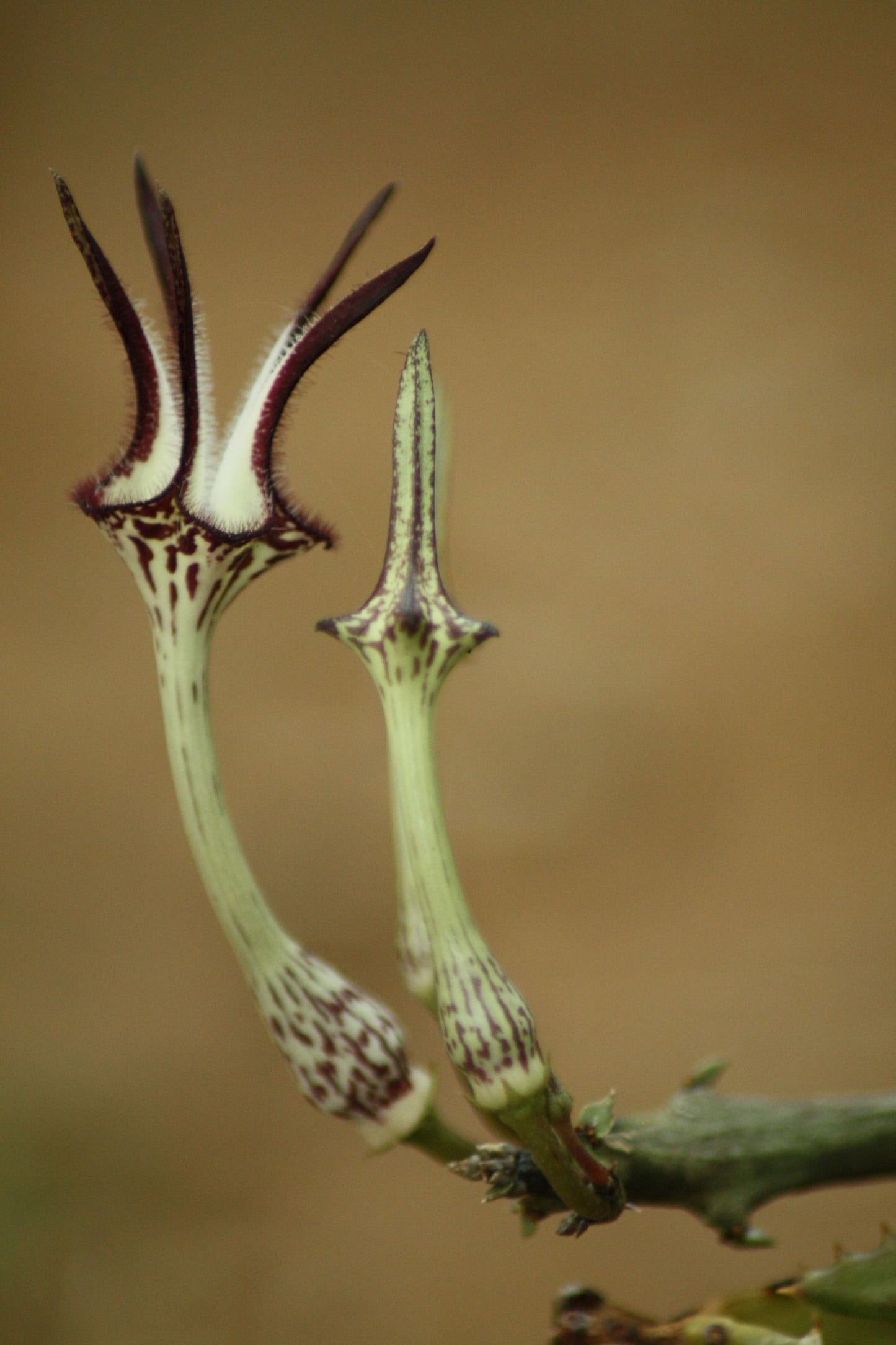 Ceropegia stapeliiformis subsp. stapeliiformis (Slangkambroo - Snake Creeper)